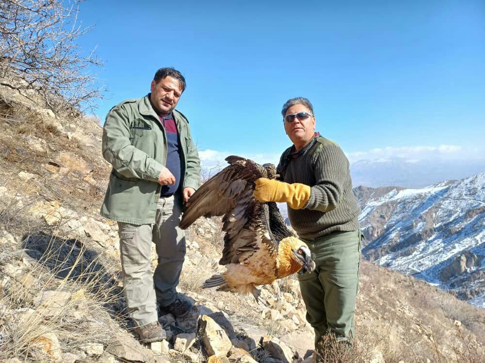 نجات  پرنده "هما " در ارتفاعات روستای شیرمشه طارم 

