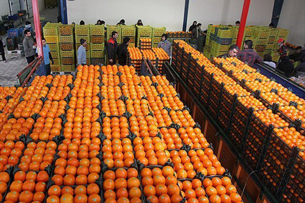 ۳۱۸تن سیب و پرتقال تنظیم بازار نوروزی استانهای هرمزگان وکرمان در سردخانه ها، باقی مانده است