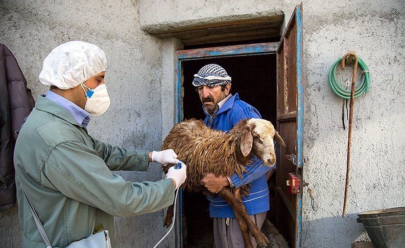 پایان عملیات ضربتی واکسیناسیون رایگان تب برفکی دامی در کردستان