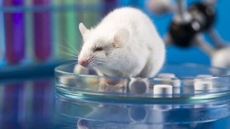 موش‌ها به کمک درمان بیماری ام‌اس می‌آیند