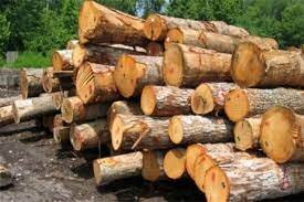 زمین گیر شدن محموله ۴۰ تنی چوب قاچاق در رفسنجان