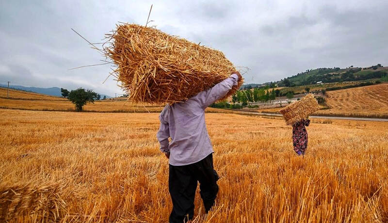 خریداری ۱۰ هزار تن گندم از کشاورزان خوزستانی از آغاز فصل برداشت
