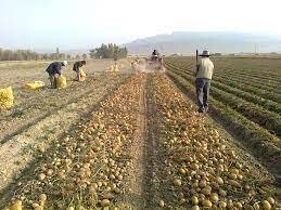 برداشت سیب زمینی از مزارع شهرستان عنبرآباد