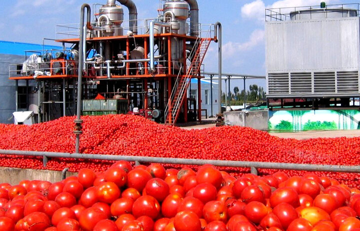 رونق دوباره کارخانه های تولید رب گوجه فرنگی در جنوب کرمان