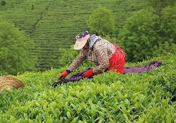 وزیر جهاد کشاورزی مشکل ناظران چای را حل کند