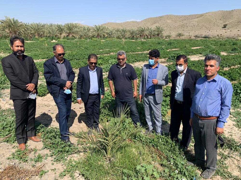 احداث ۱۰ هکتار باغ الگویی خرمای مجول در جنوب کرمان