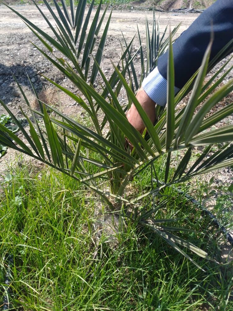 احداث ۱۰ هکتار باغ الگویی خرمای مجول در جنوب کرمان