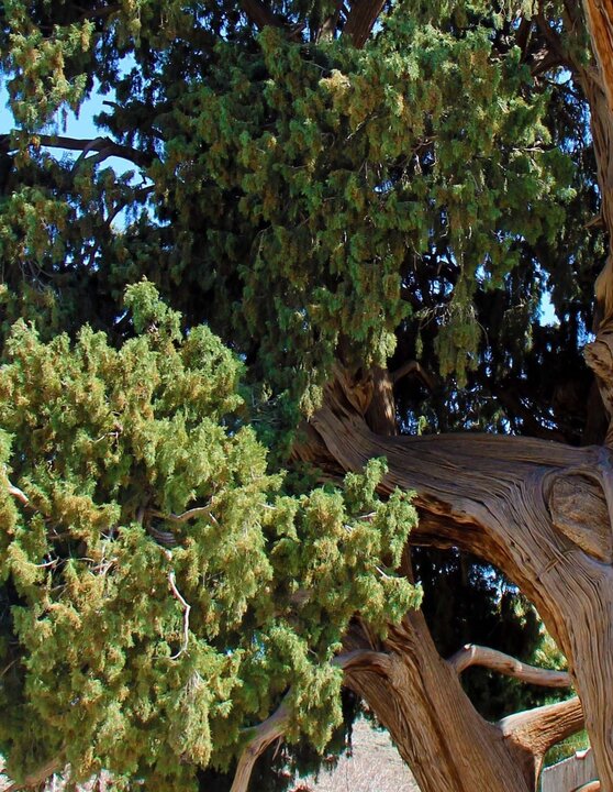 درخت سرو زکریای ارزوئیه ثبت ملی شد