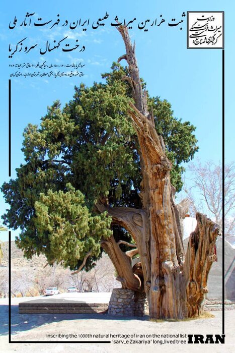 درخت سرو زکریای ارزوئیه ثبت ملی شد
