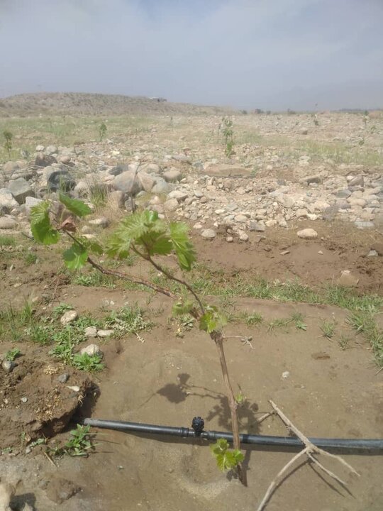 احداث ۱۰ هکتار باغ انگور در منطقه جنوب کرمان