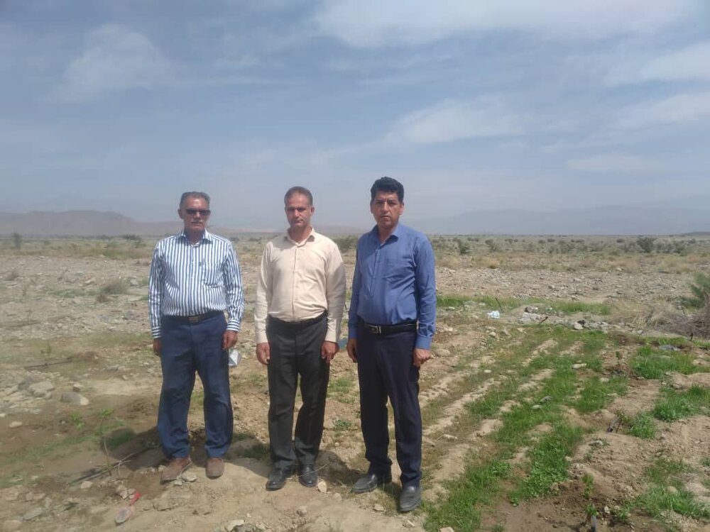 احداث ۱۰ هکتار باغ انگور در منطقه جنوب کرمان