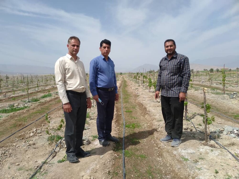 احداث ۱۰ هکتار باغ انگور در منطقه جنوب کرمان 