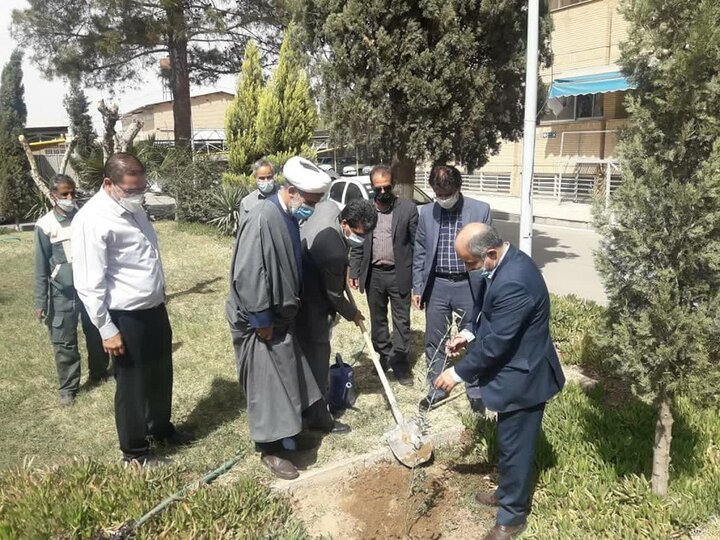 کاشت درخت بمناسبت روز بزرگداشت شهدا در اداره برق کرمان