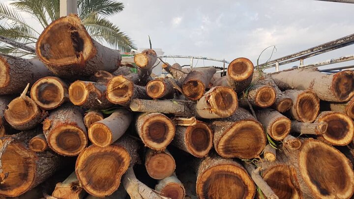 کشف ۵۰ تن محموله چوب قاچاق در جنوب کرمان