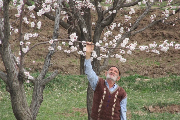 باغداران کردستان آماده مقابله با سرمازدگی درختان باشند