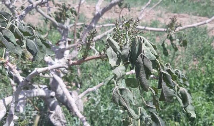 خسارت سنگین سرما زدگی به باغات پسته و میوه شهرستان سیرجان
