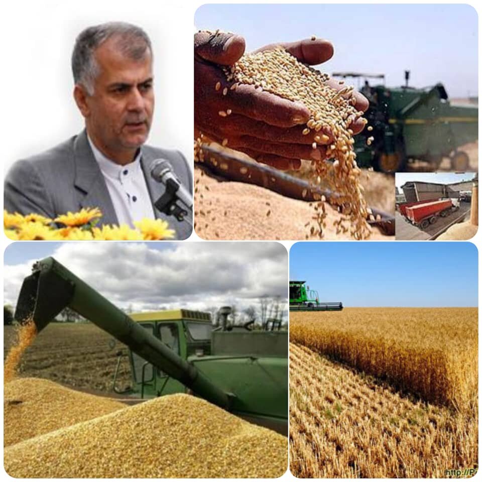 آمادگی مراکز خرید بخش دولتی برای تحویل گندم مازاد بر نیاز کشاورزان کردستان
