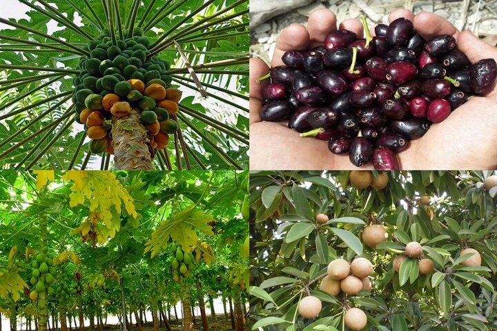 اصلاح و نوسازی بیش از ۳۹ هزار هکتار باغات میوه‌های گرمسیری در سال ۱۴۰۰