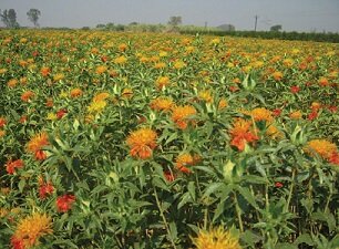 برداشت گل از مزارع گلرنگ بخش گلباف