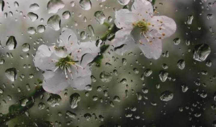 مازندران در انتظار "باران بهاری" پایان هفته