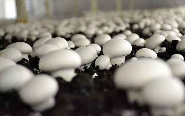 تولید ۱۸۵ هزار تن قارچ خوراکی در سال جاری