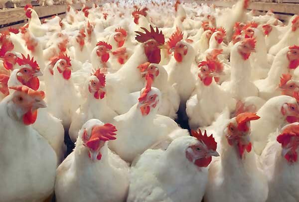 عرضه گوشت مرغ از شنبه با قیمت جدید
