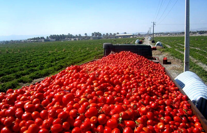 ورود محصول گوجه فرنگی جنوب کرمان به بازار