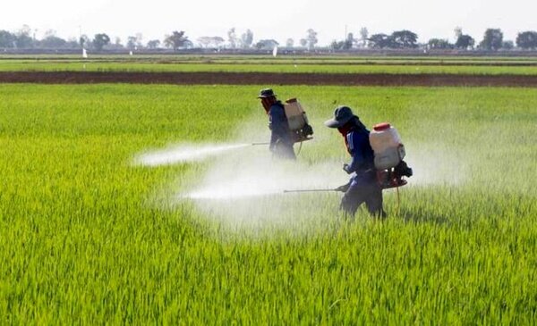 ضرورت مبارزه کشاورزان کردستانی با علفهای هرز و سن غلات در مزارع گندم و جو