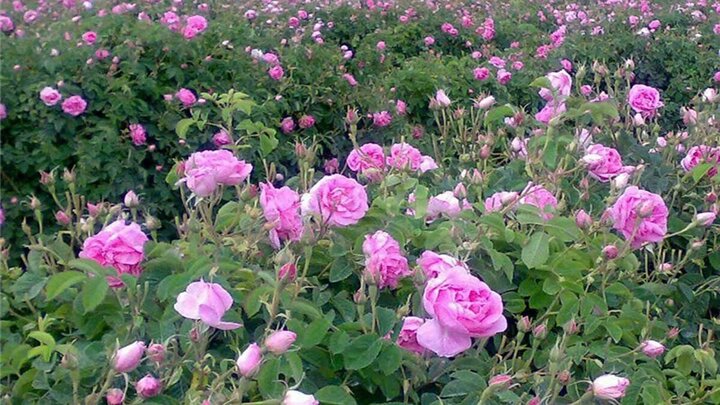 خسارت سرمازدگی به باغات گل محمدی لاله زار بردسیر