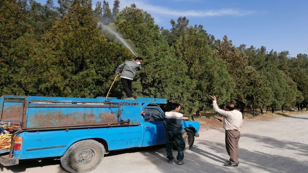 آفت «کنه تار عنکبوتی»، بلای جان بزگترین جنگل دشت کاشت ایران