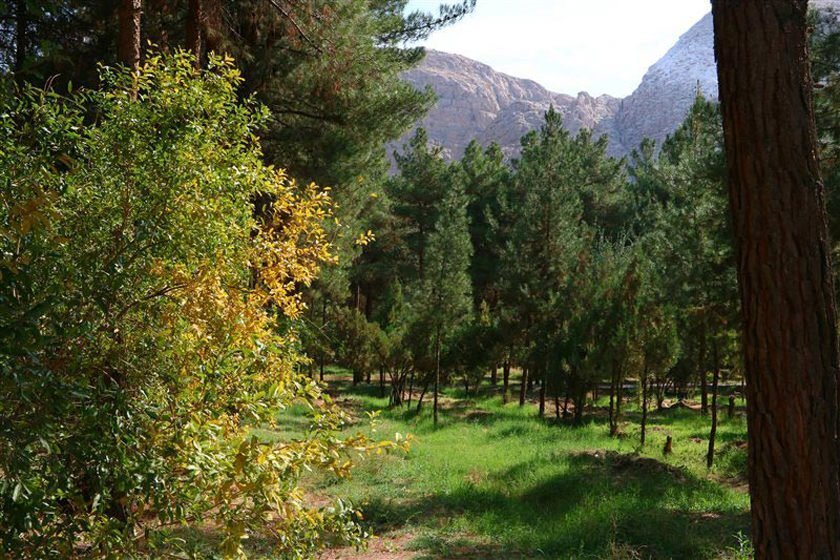 آفت «کنه تار عنکبوتی»، بلای جان بزگترین جنگل دشت کاشت ایران