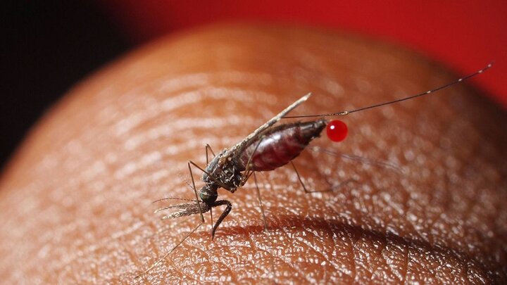 هواپیماها می‌توانند پشه‌های مالاریا را در بین کشورهای مختلف جابجا کنند