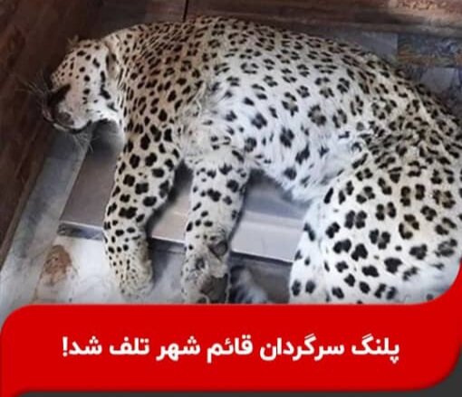 پلنگ در قایمشهر تلف شد