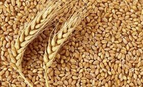 خرید گندم در کشور از مرز یک و نیم میلیون تن گذشت