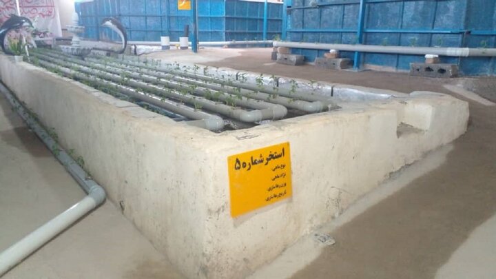 احداث مزرعه «آکواپونیک» جهت پرورش همزمان ماهی و گوجه فرنگی در کرمان