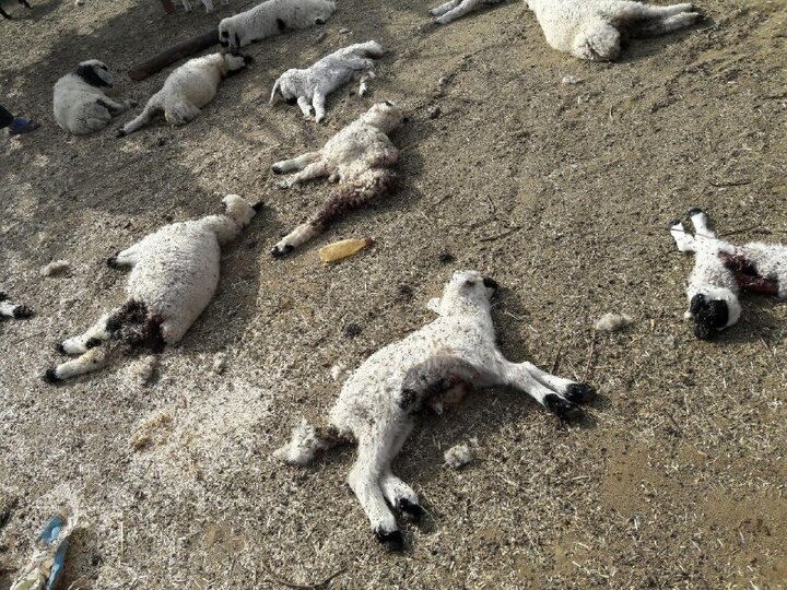 تلف شدن ۱۰۰ راس گوسفند در قلعه گنج