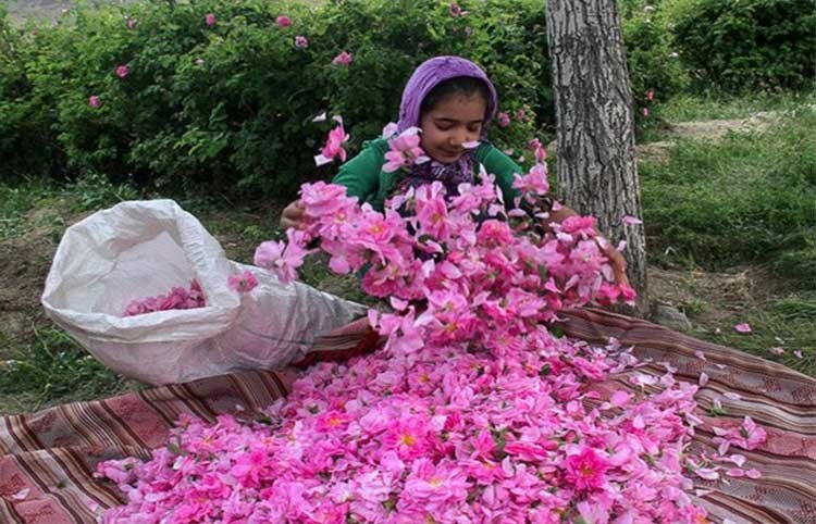 گل محمدی لاله زار بردسیر یک برند ملی و جهانی است