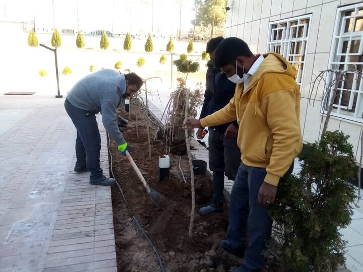 اجرای طرح محله سبز در کرمان و توزیع نهال رایگان