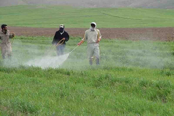 سمپاشی ۱۴۰ هزار هکتار از مزارع کردستان