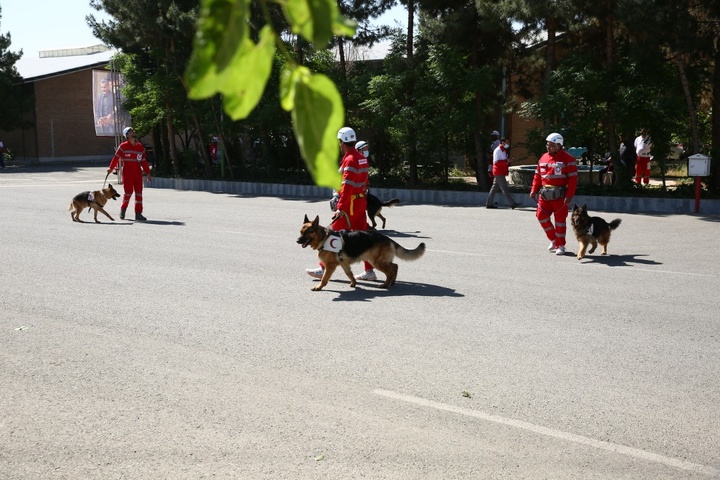 2 دوره بین المللی سگ های زنده یاب هلال احمر در کشور برگزار شد