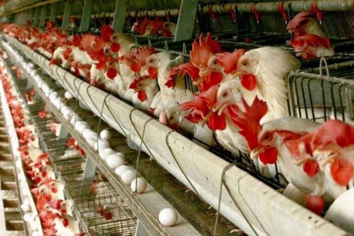 ضرورت ایجاد مزرعه دوم برای پشتیبانی از تولید مرغ آرین
