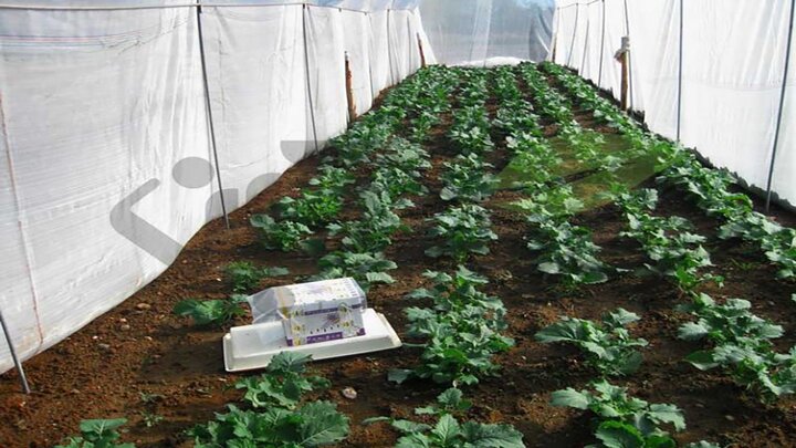 محققان کرمانی موفق به تولید ۱۲ نمونه بذر اصلی هیبرید در کشاورزی شدند