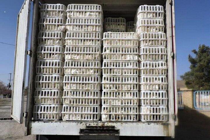کشف بیش از ۶ تن مرغ زنده قاچاق در کرمان