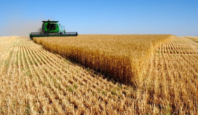 پیش بینی تولید یک میلیون تن گندم در کردستان