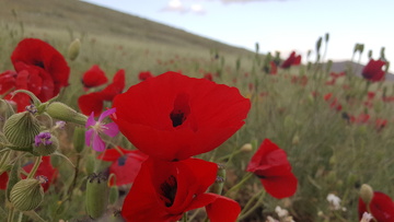 بهار کردستان و خودنمایی گلهای شقایق در طبیعت سنندج