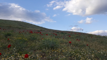 بهار کردستان و خودنمایی گلهای شقایق در طبیعت سنندج
