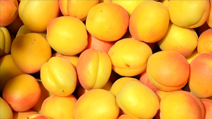 زردآلو میوه تابستانی مناسب برای پوست