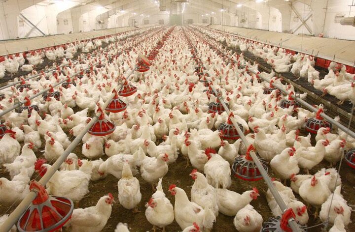 ۳۰ درصد از واحدهای تولیدی مرغ کشور در حال خروج از چرخه تولید هستند