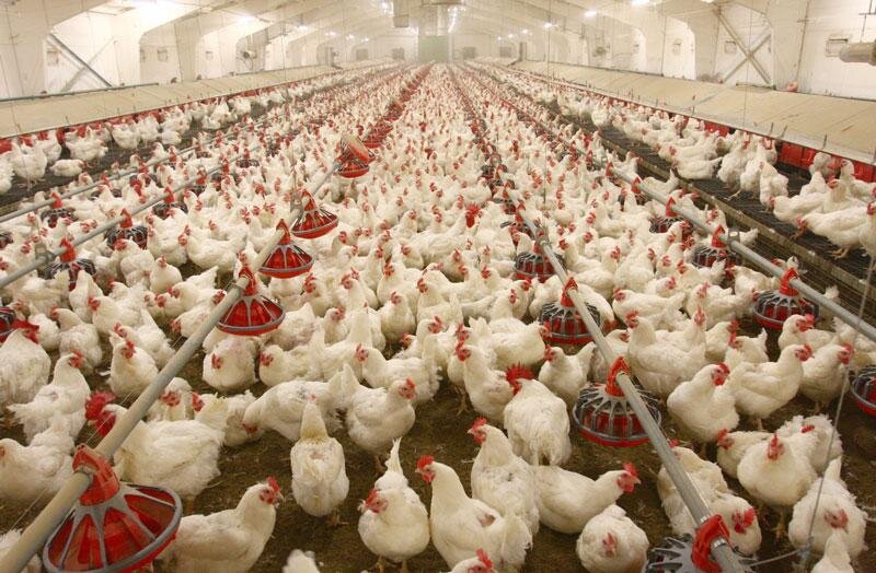 ۳۰ درصد از واحدهای تولیدی مرغ کشور در حال خروج از چرخه تولید هستند
