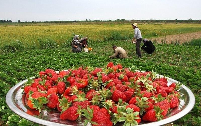 برداشت ۶۵ هزار تن توت فرنگی در کردستان